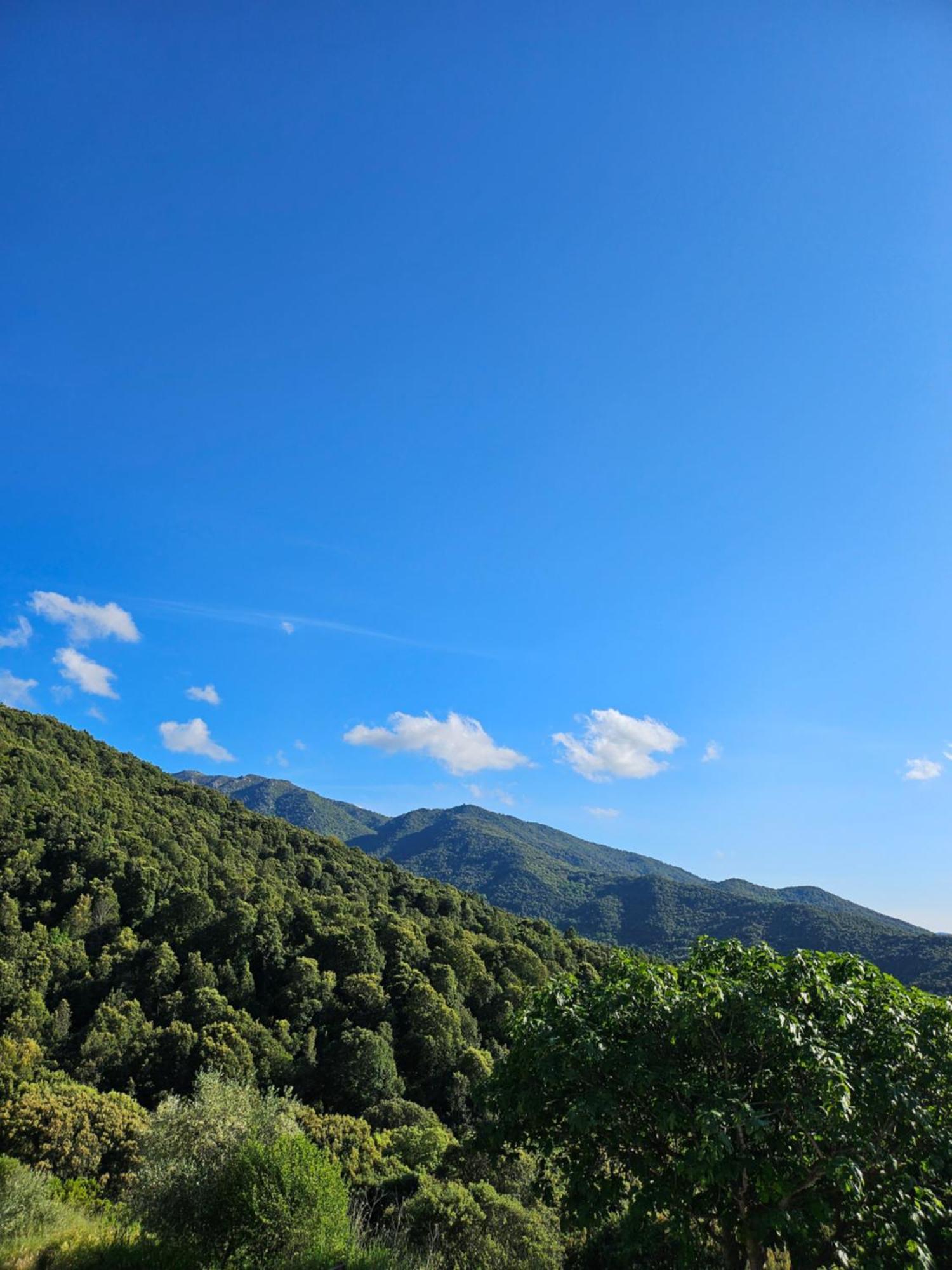 Ferme U Cantu D'adelio * Olivese