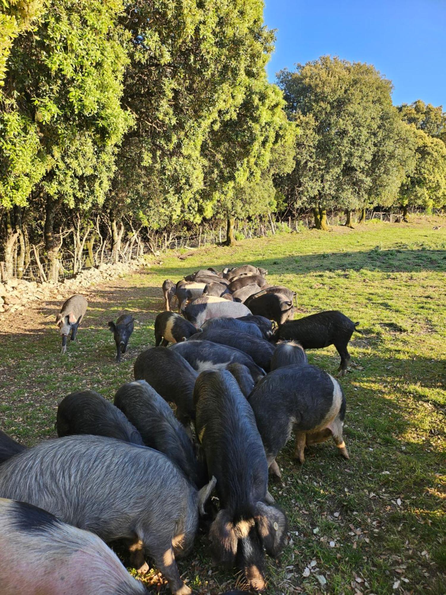 Ferme U Cantu D'adelio * Olivese